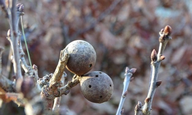 Wandel mee op zondag 1 december: start van de meteorologische winter