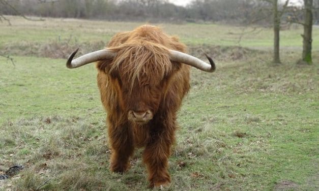 Wandeling in het Noordhollands Duinreservaat – Winter of lente?