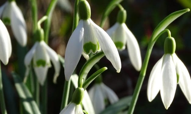 De Laatste Wintergasten – Wandeling op Zondag 2 Maart 2025
