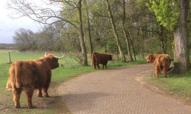 Ontdek de historie van de duinen met IVN