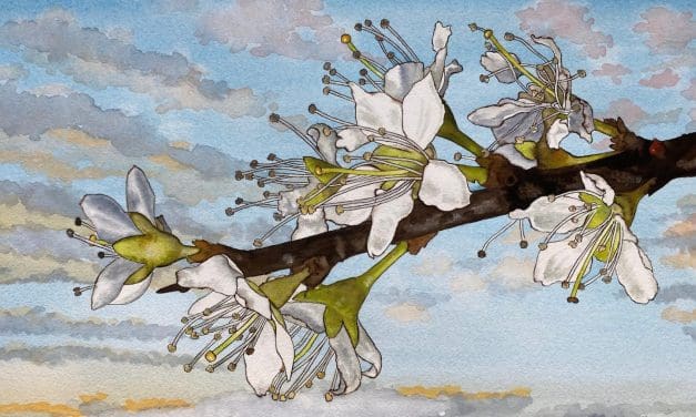 Cursus bloemschilderen in aquarel door Peter Lassooy