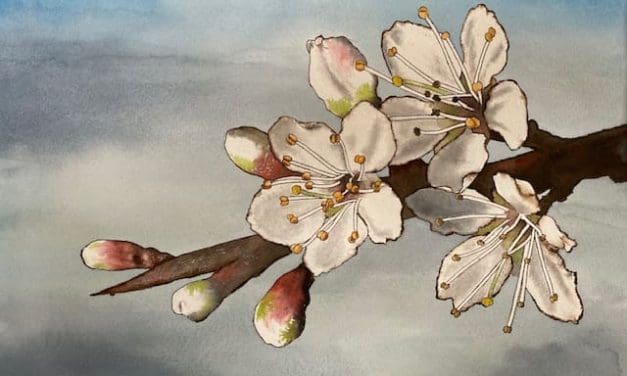 Cursus bloemschilderen in aquarel