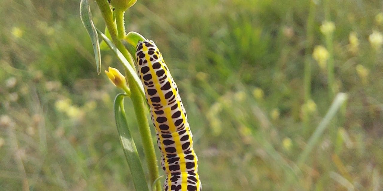 Mei horen en zien in de duinen