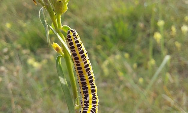 Mei horen en zien in de duinen