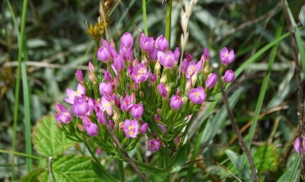 IVN-wandeling in de Wimmenummerduinen op zondag 6 juli 2025