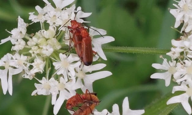 Ontdek de insectenwereld in de duinen van Wimmenum – zondag 3 augustus 2025