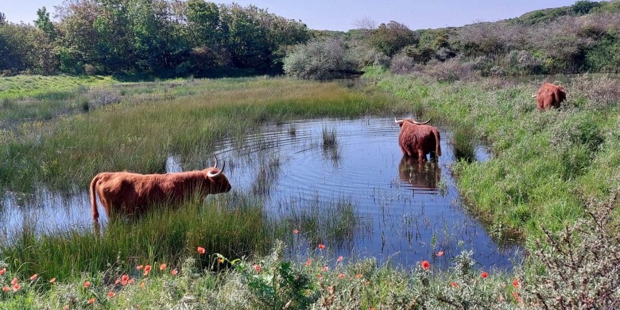 IVN organiseert zomerse avondwandeling door eeuwenoud duinlandschap bij Egmond-Binnen