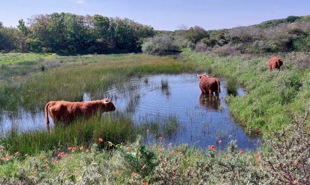 IVN organiseert zomerse avondwandeling door eeuwenoud duinlandschap bij Egmond-Binnen