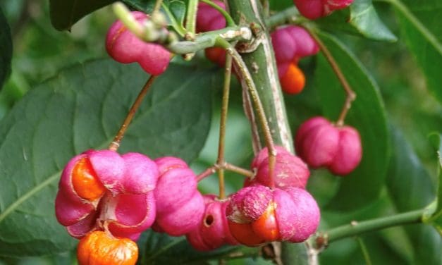 Natuurwandeling ‘Op zoek naar de Herfstbessen’ – zondag 5 oktober 2025