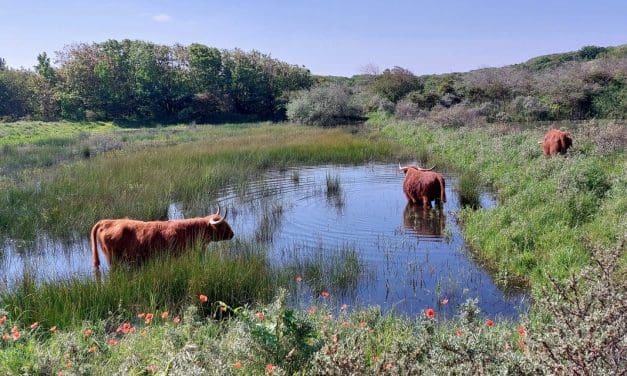 Op zoek naar Exmoorpony’s in de Wimmenummerduinen – zondag 7 september 2025