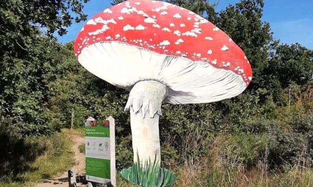 12 oktober: Herfstdag bij Duinheide – paddenstoelen, verhalen en herfstpret voor jong en oud