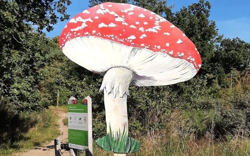 12 oktober: Herfstdag bij Duinheide – paddenstoelen, verhalen en herfstpret voor jong en oud
