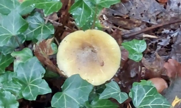 Niet saai in november: ontdek de herfstnatuur tijdens IVN-wandeling in Egmond