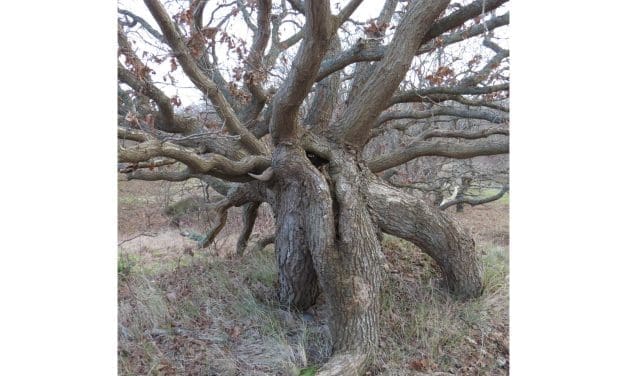 Ontdek de geheimen van zee en duin – Winterse strandwandeling met IVN op 16 november