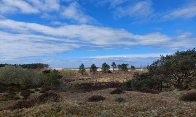 9 november: Ontdek de kleuren van de herfst in het Bergense duinlandschap