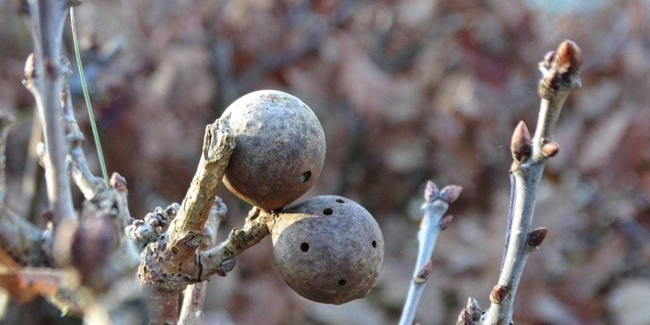 Winter Wonderland in de natuur: Kerstwandeling met IVN op Eerste Kerstdag