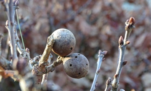Winter Wonderland in de natuur: Kerstwandeling met IVN op Eerste Kerstdag