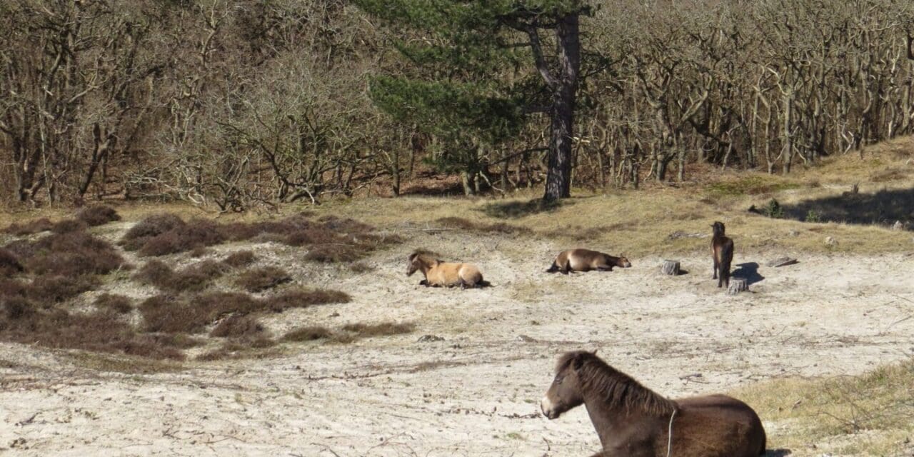 Winterse vlinderzoektocht in de duinen – ontdek hoe de natuur al ontwaakt