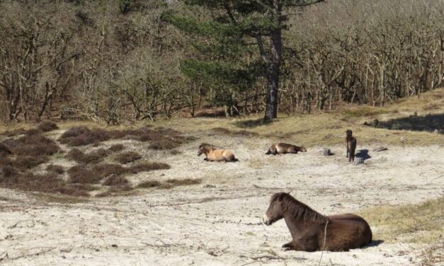 Winterse vlinderzoektocht in de duinen – ontdek hoe de natuur al ontwaakt