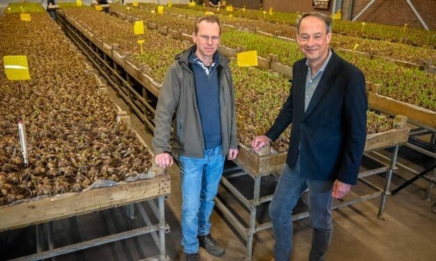 Gemeente Bergen start 12-jarige pilot biologische bollenteelt