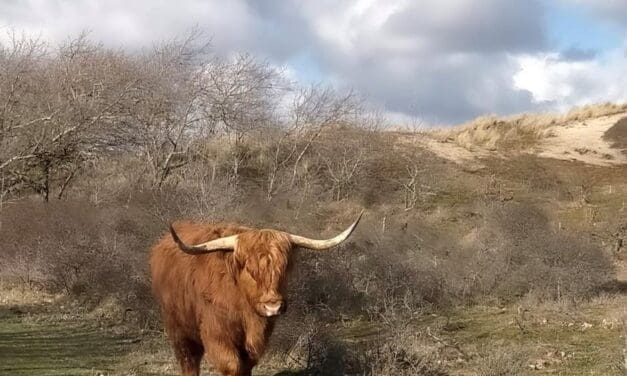 Lenteavondwandeling door historisch duingebied bij Egmond-Binnen
