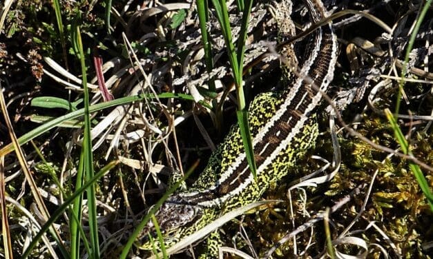 Zandhagedis spotten in de duinen bij Egmond aan den Hoef – zondag 3 mei