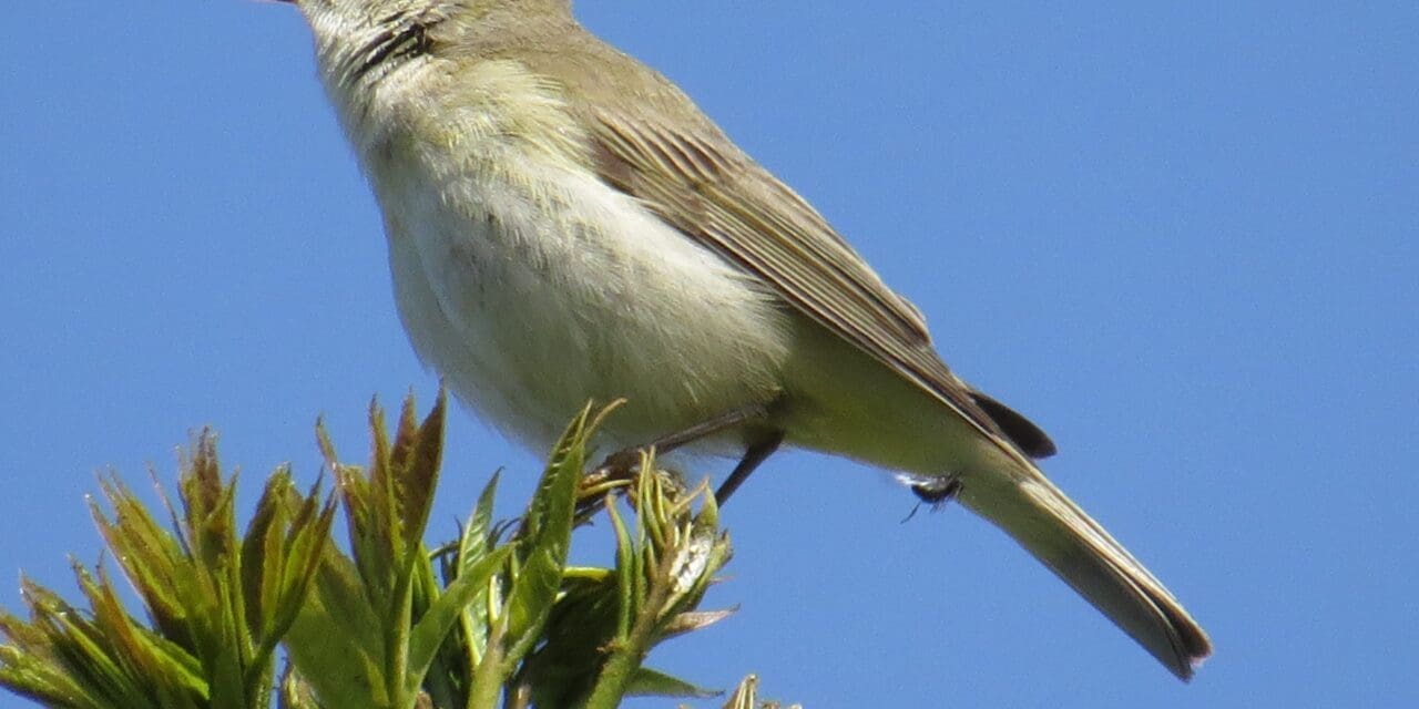 10 mei: Duinen in volle bloei: ontdek de natuur bij Bergen aan Zee