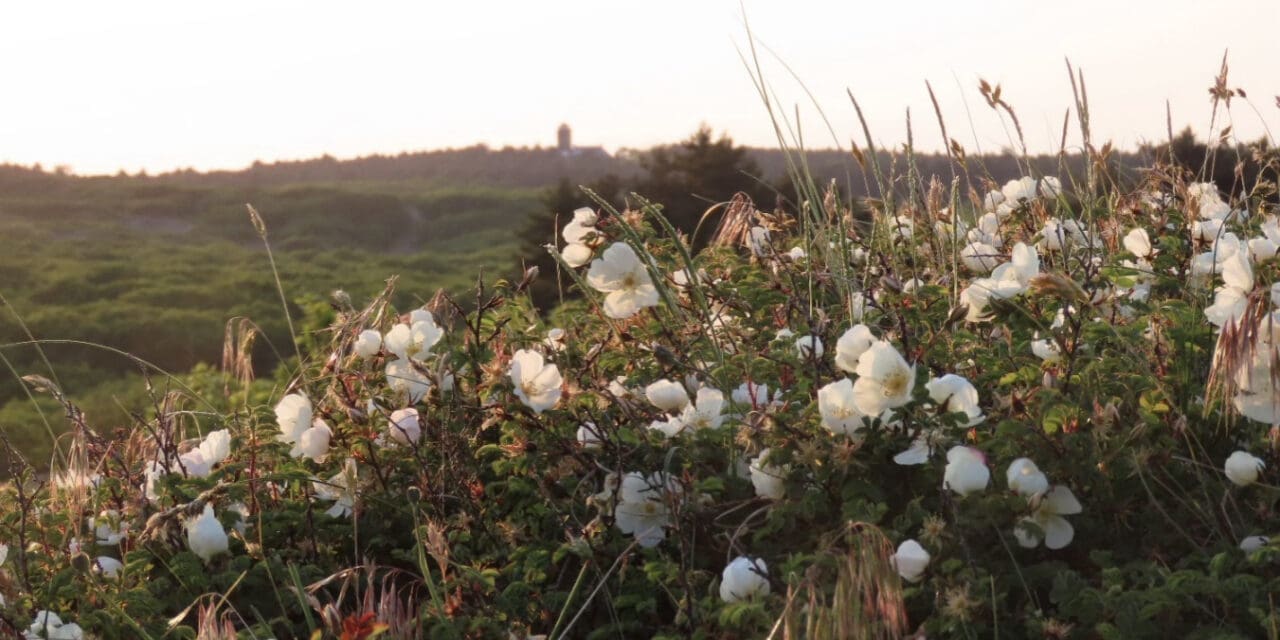 Duinen kleuren wit tijdens voorjaarswandeling in Bergen aan Zee