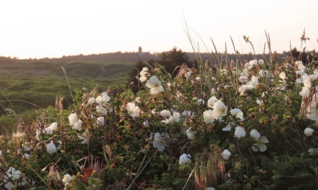 Duinen kleuren wit tijdens voorjaarswandeling in Bergen aan Zee