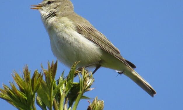 10 mei: Duinen in volle bloei: ontdek de natuur bij Bergen aan Zee