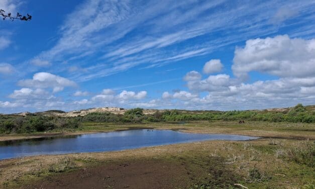 5 juli: IVN verkent het droge middenduin van de Wimmenummerduinen