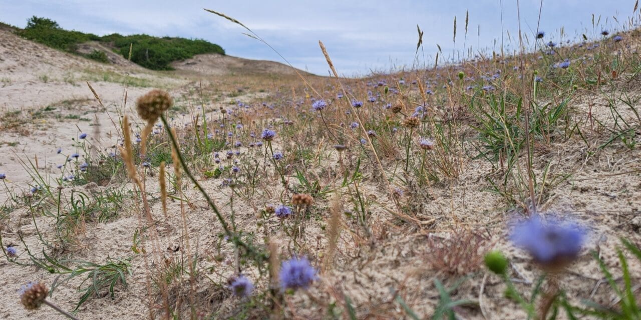 12 juli: Op zoek naar het Zandblauwtje: zomerse IVN-wandeling door de duinen