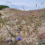 12 juli: Op zoek naar het Zandblauwtje: zomerse IVN-wandeling door de duinen