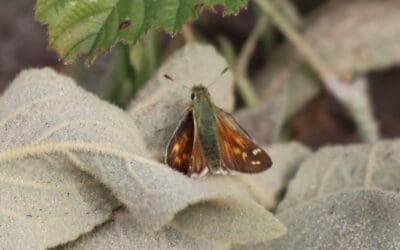 2 aug: IVN-wandeling door de Wimmenummerduinen: speuren naar zeldzame vlinders en vogels
