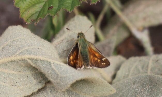 2 aug: IVN-wandeling door de Wimmenummerduinen: speuren naar zeldzame vlinders en vogels