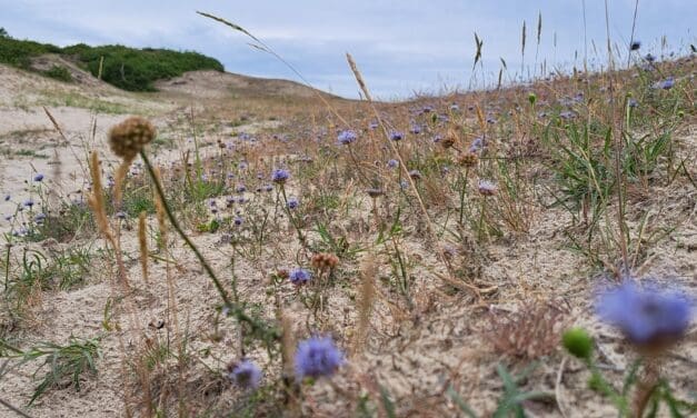 12 juli: Op zoek naar het Zandblauwtje: zomerse IVN-wandeling door de duinen