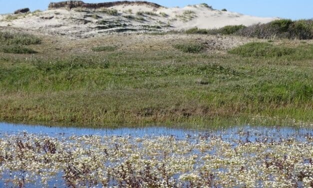5 aug: Ontdek de natuur én historie van Bergen aan Zee tijdens IVN-wandeling