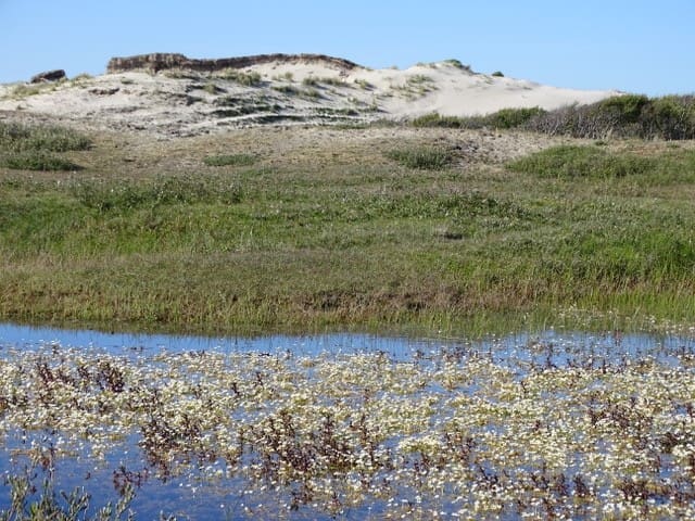 5 aug: Ontdek de natuur én historie van Bergen aan Zee tijdens IVN-wandeling